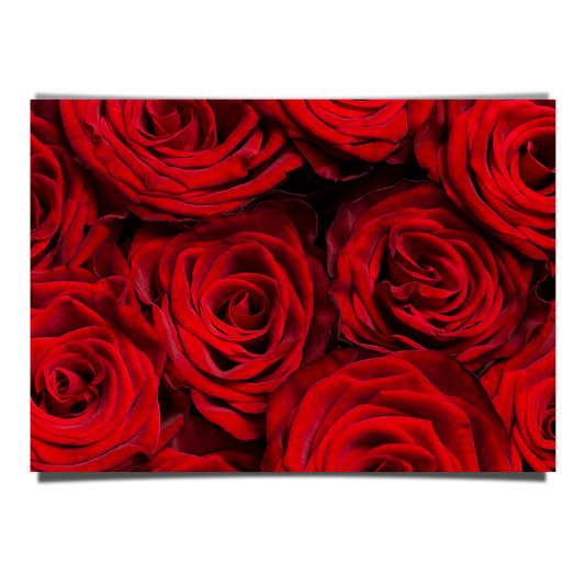 Beautiful Red Roses