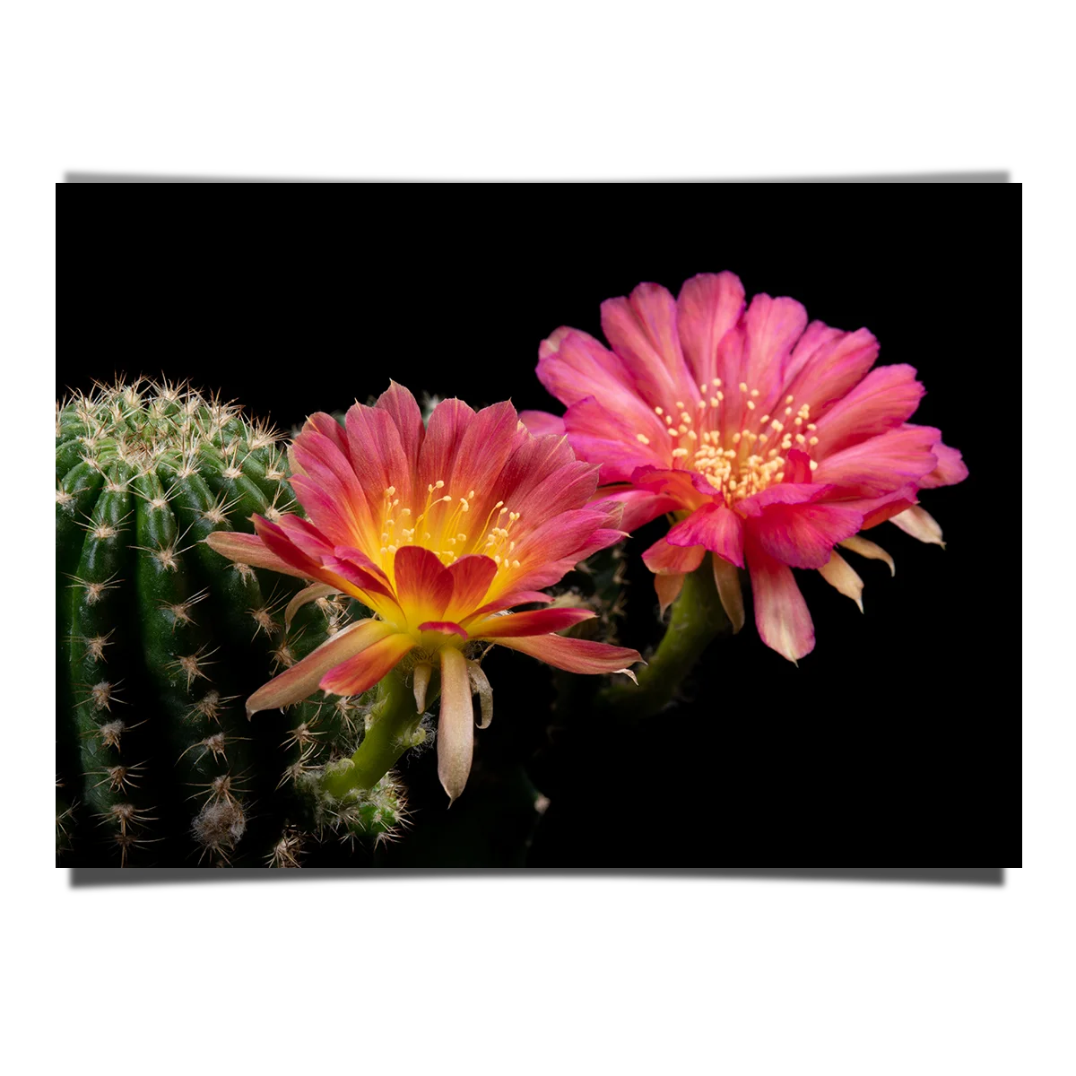Blooming Loivia