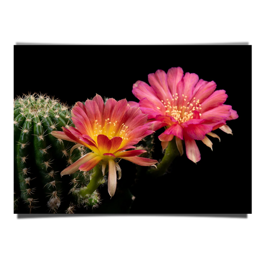 Blooming Loivia