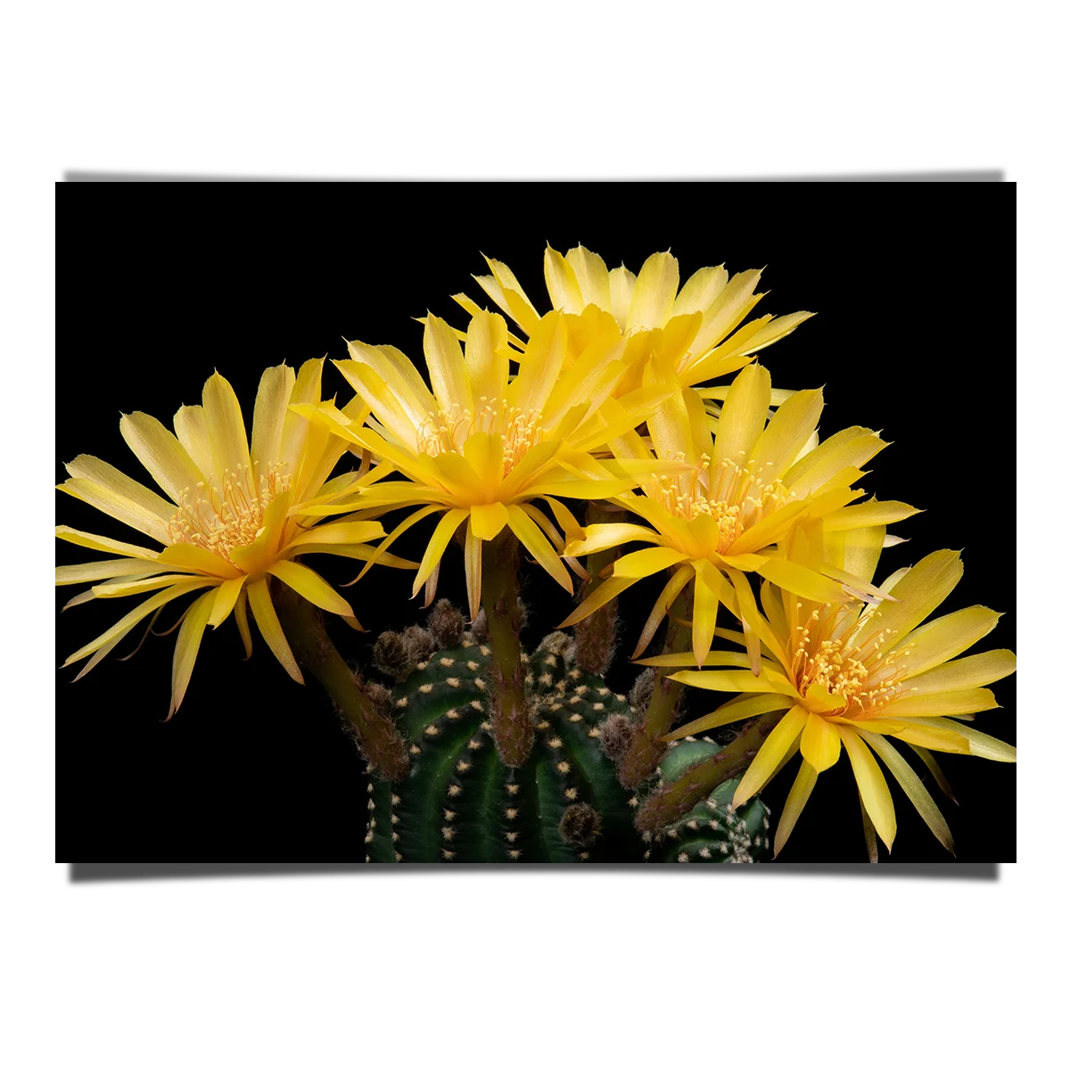 Cactus And Flower