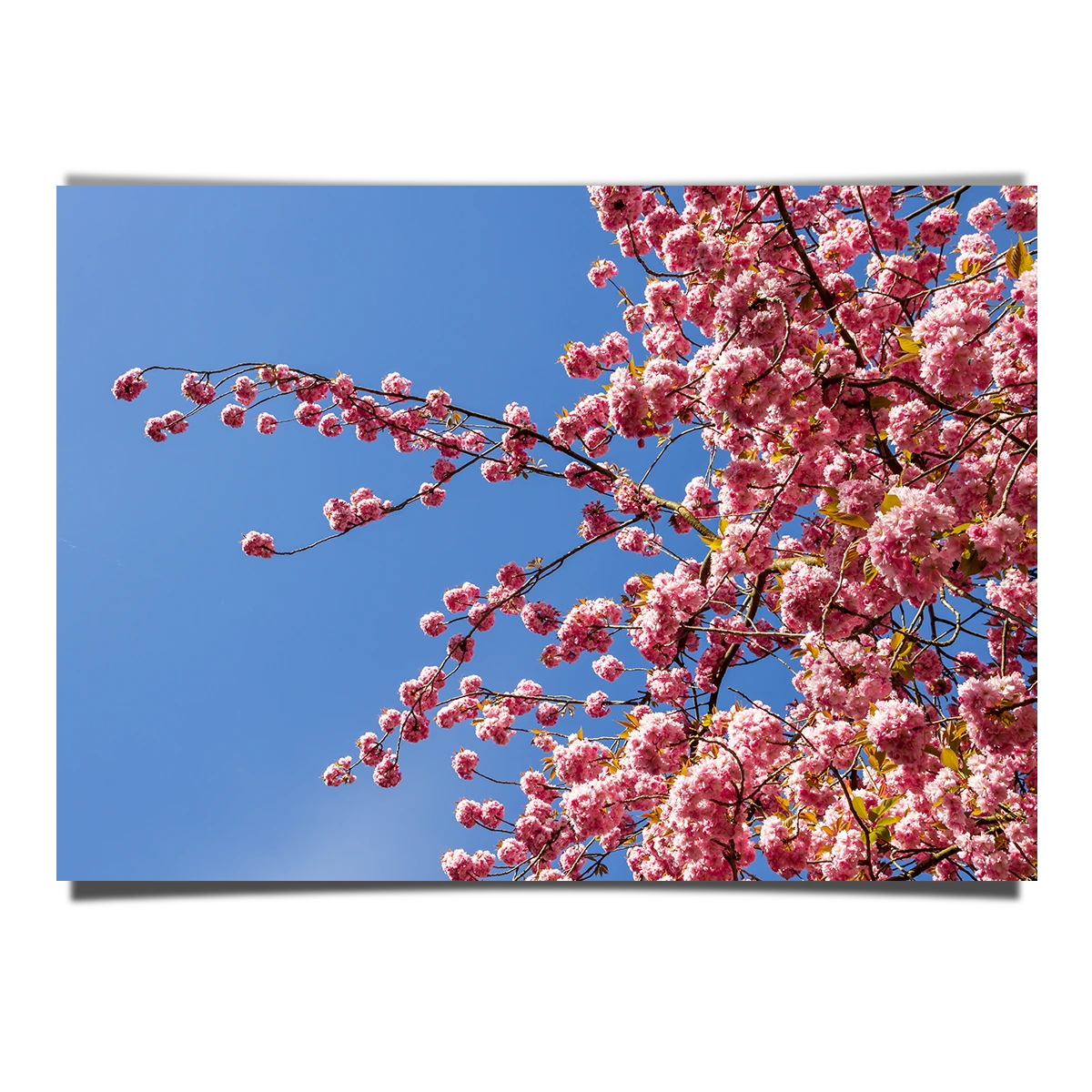 Cherry Blossoms Season In Japan