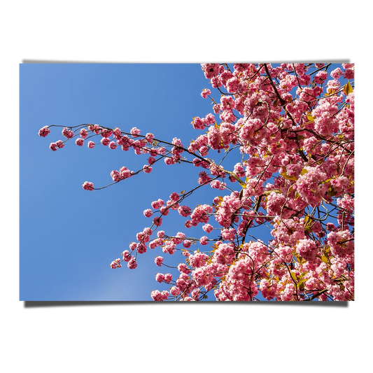 Cherry Blossoms Season In Japan