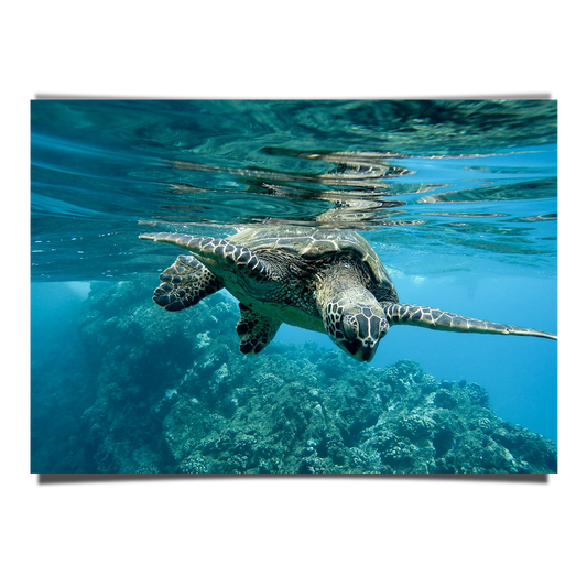 Close Up Shot Of Turtle Underwater