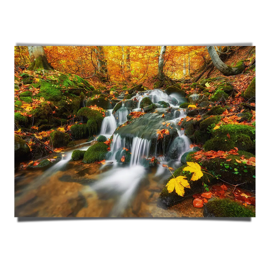 Creek Waterfall in a Forest Floor