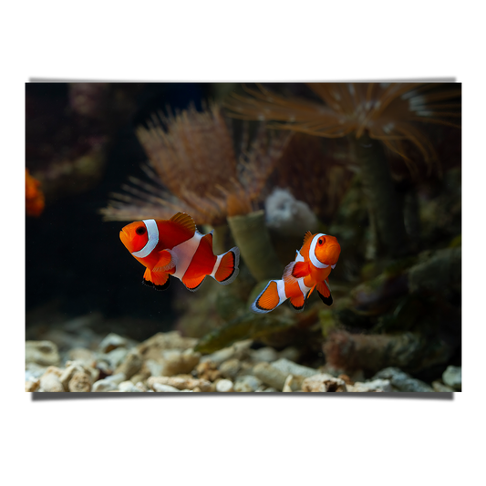 Cute Anemone Fish