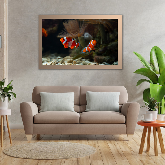 Cute Anemone Fish