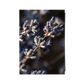 Dried Lavender