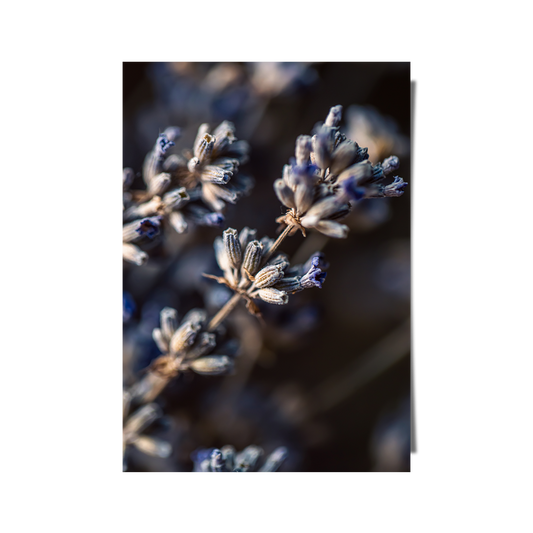 Dried Lavender