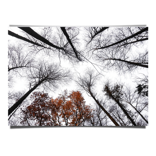 Dry Trees
