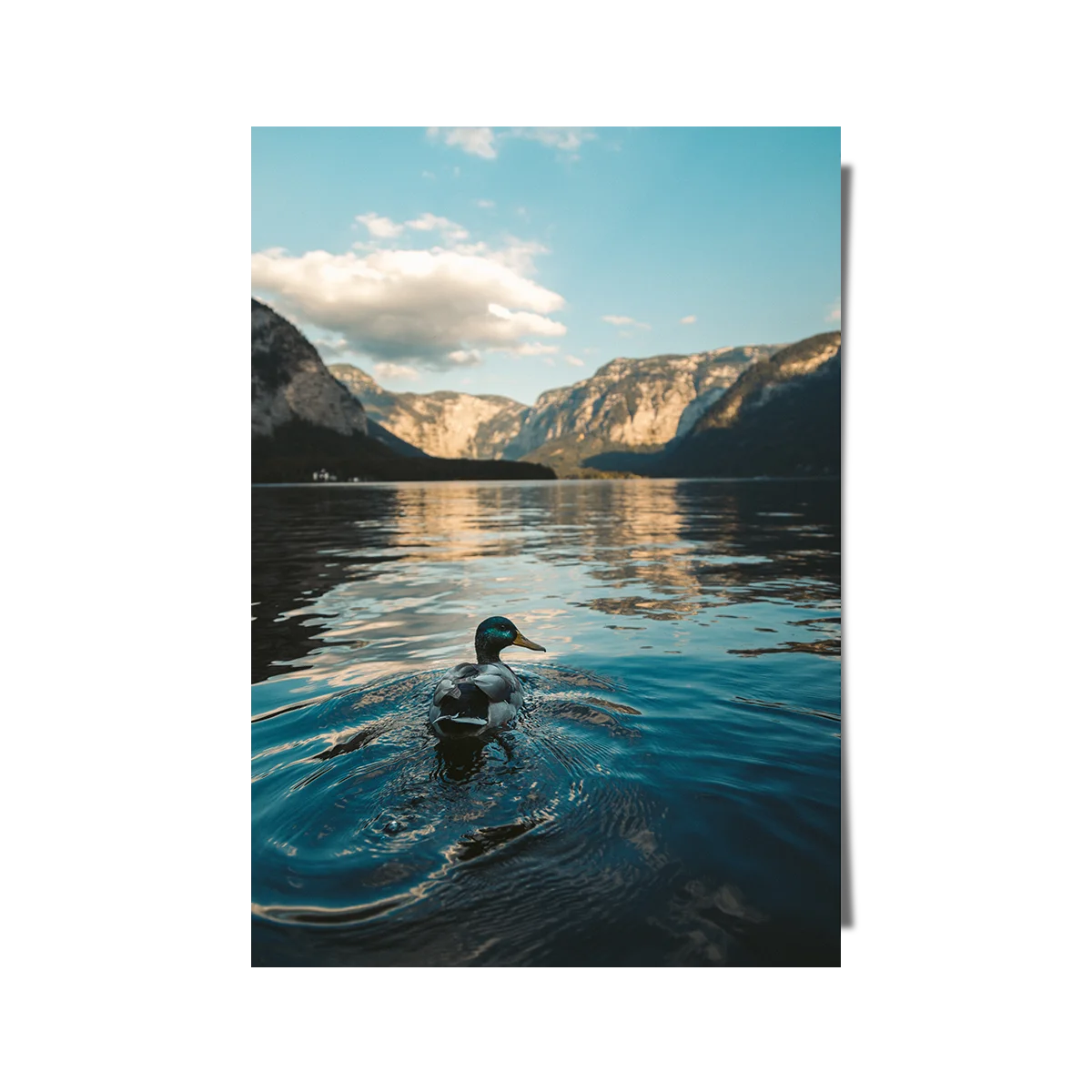 Duck On The Lake