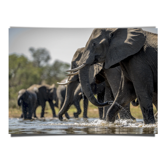 Elephants Drinking Water