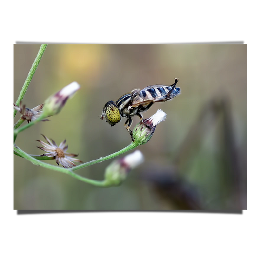Eristallinus Hoverfly