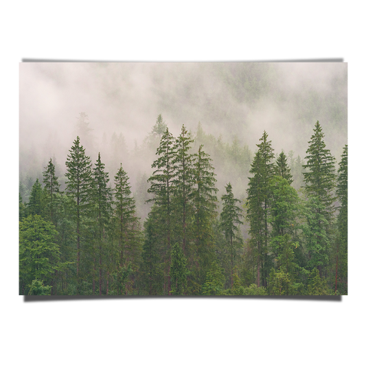 Foggy Forest
