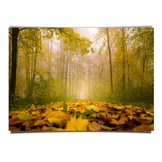 Foliage Carpet on Foggy Autumn Forest Floor