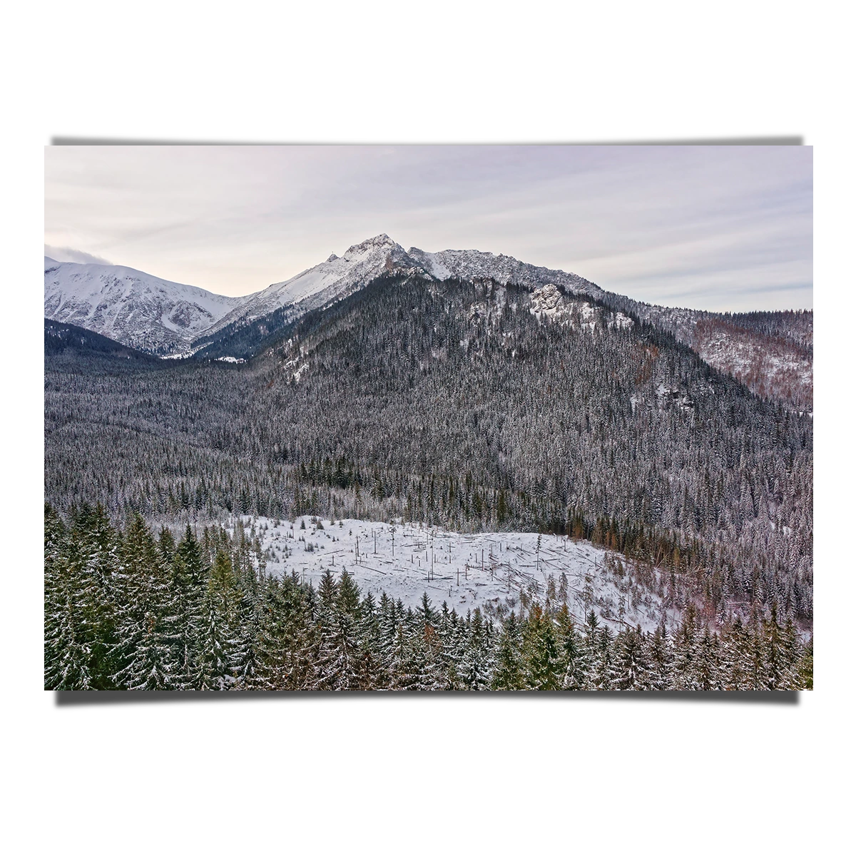 Forest in Winter Season