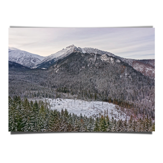 Forest in Winter Season