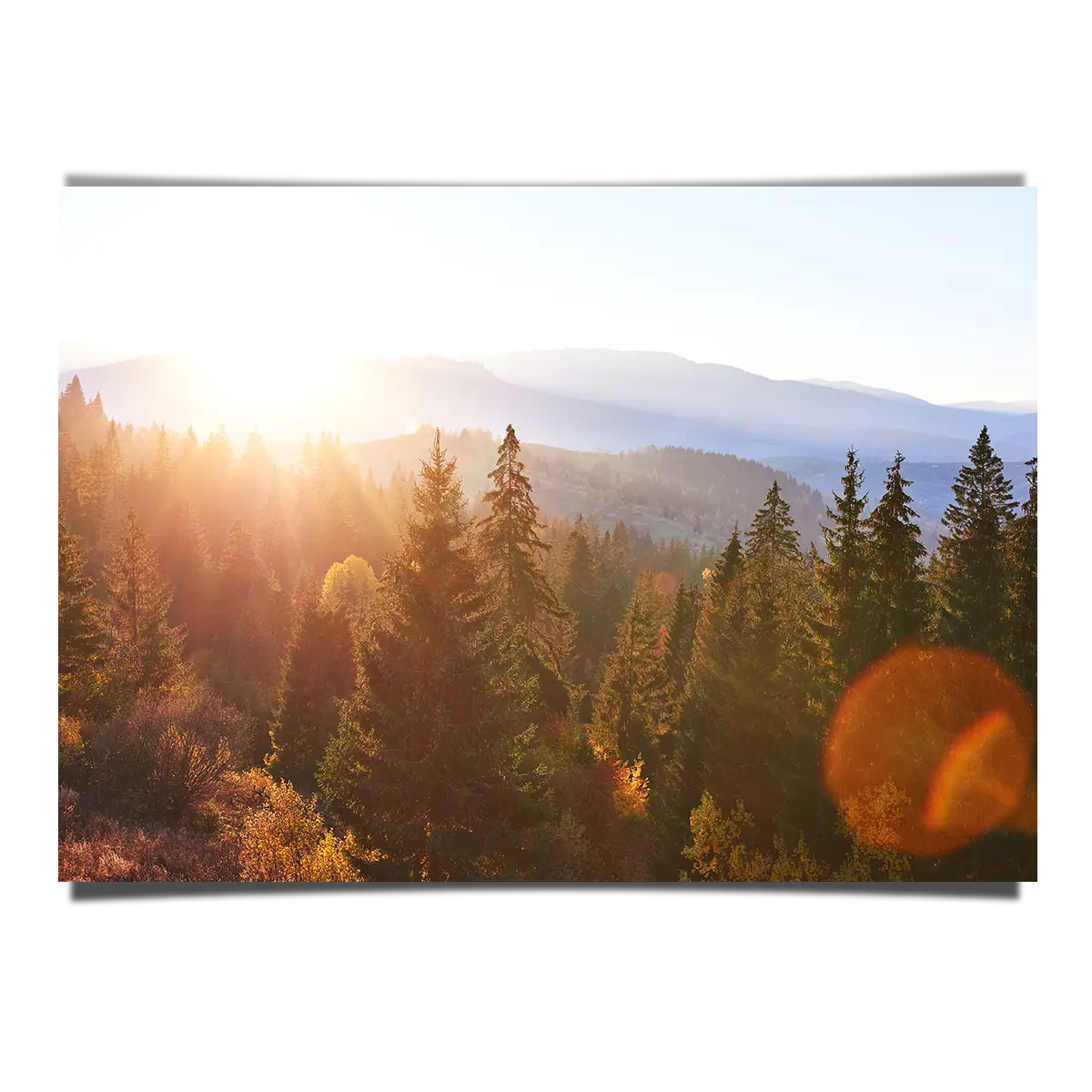Forest Aerial View in Orange Sun Glare