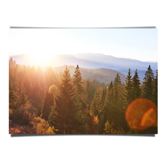 Forest Aerial View in Orange Sun Glare