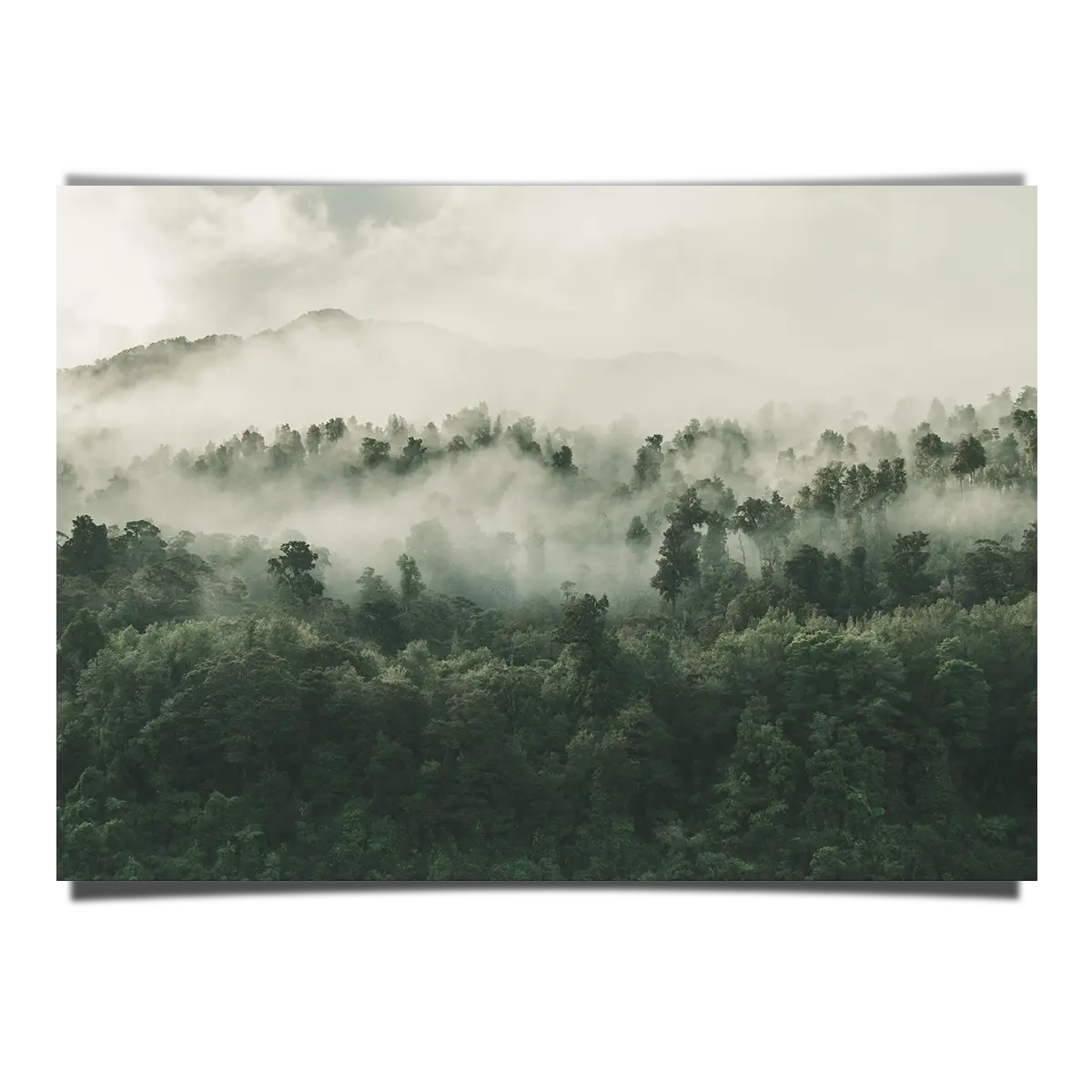 High Angle Shot Of Forest In New Zealand