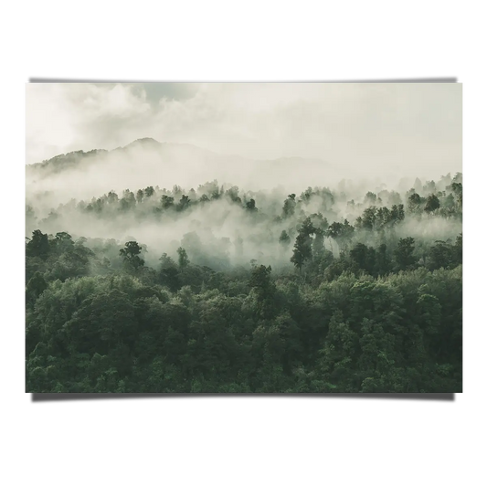 High Angle Shot Of Forest In New Zealand