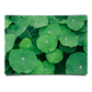 Indian Pennywort Leaves