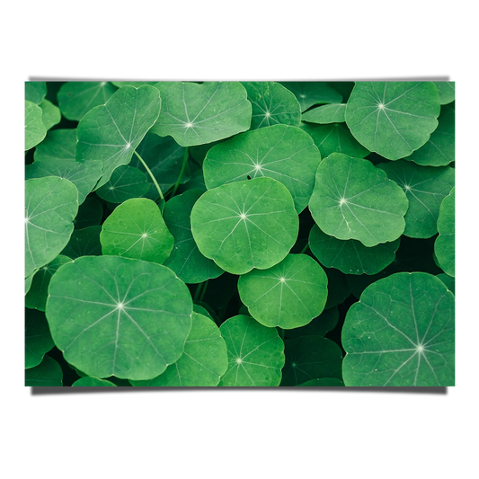 Indian Pennywort Leaves