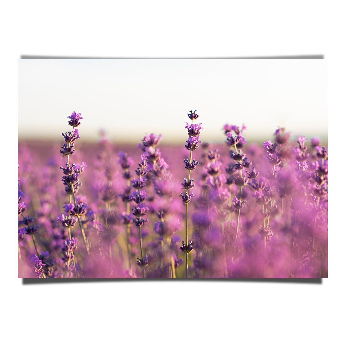 Lavender Field