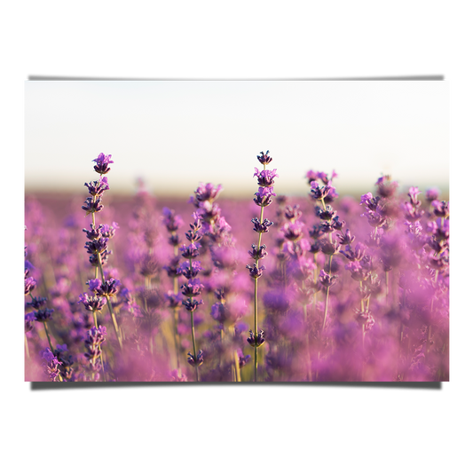 Lavender Field