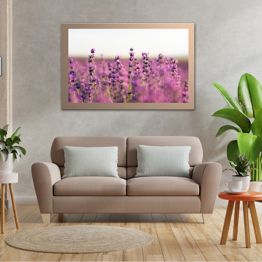 Lavender Field