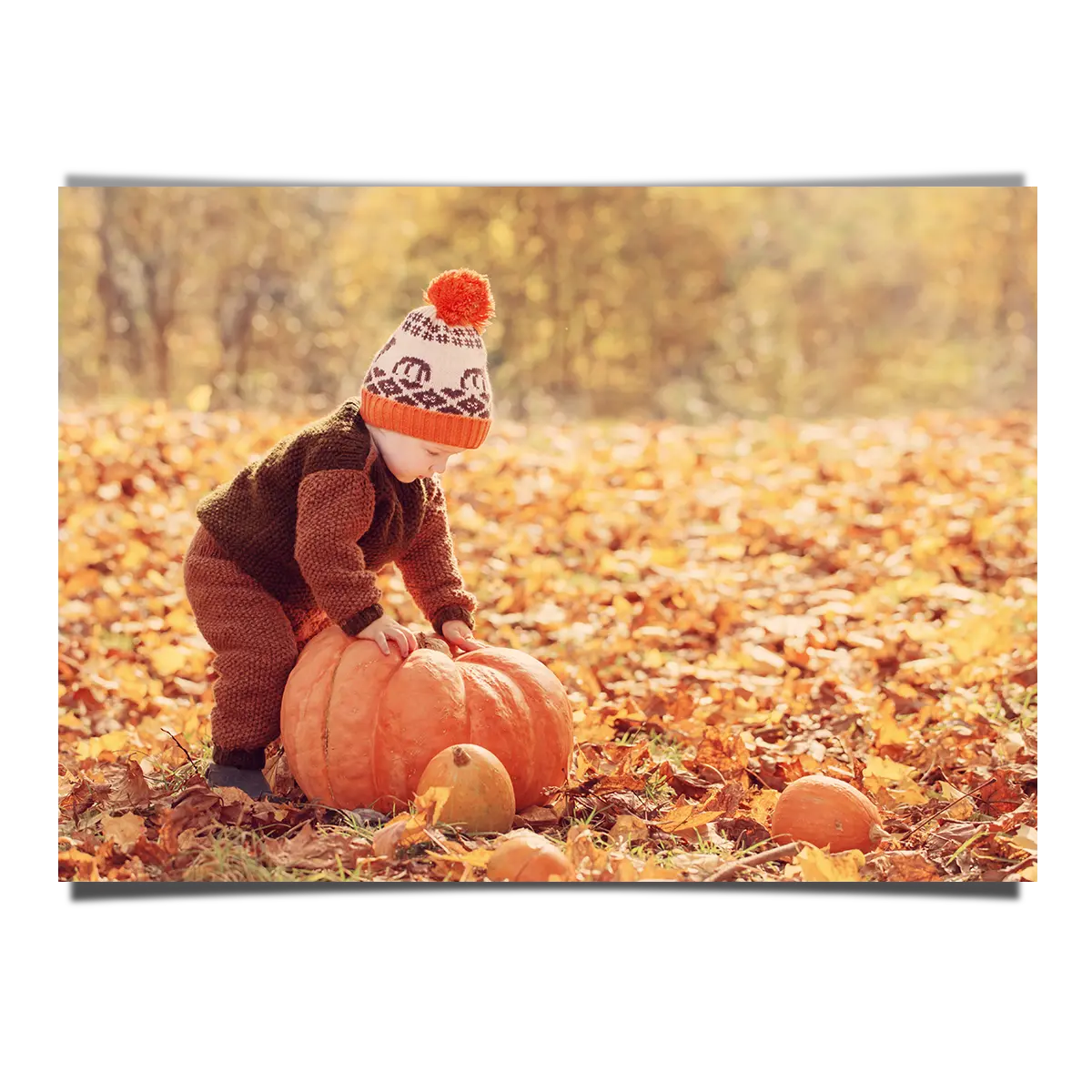 Little Boy Harvesting Orange Pumpkin in Autumn Leaves
