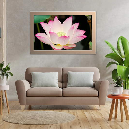 Lotus Close Up