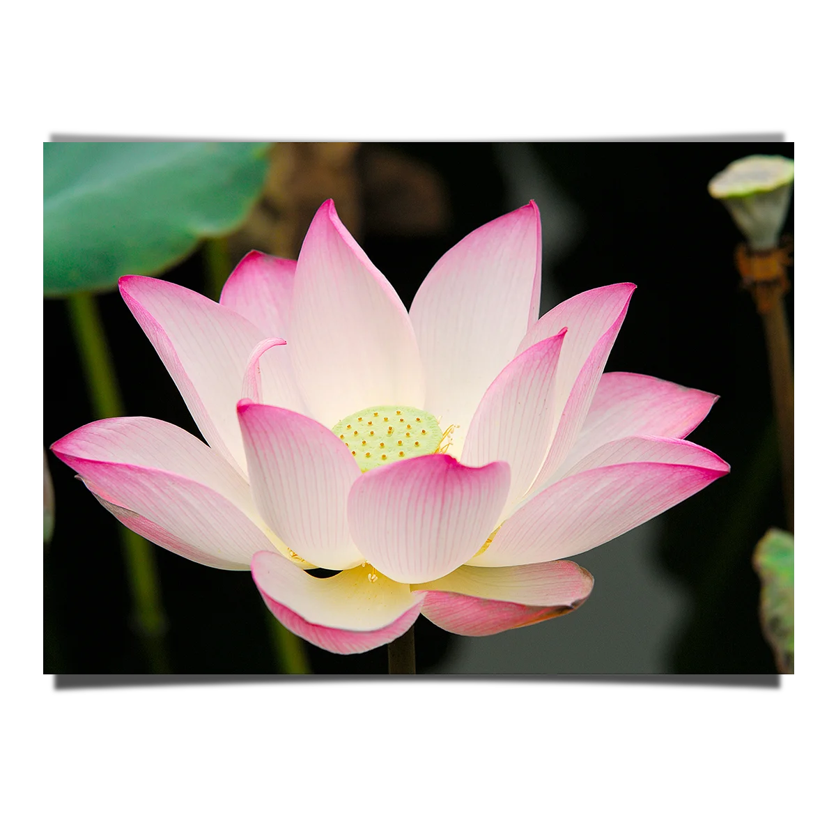Lotus Close Up