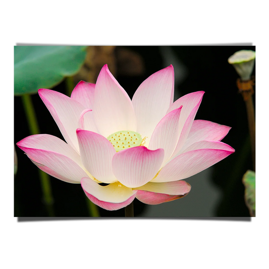 Lotus Close Up