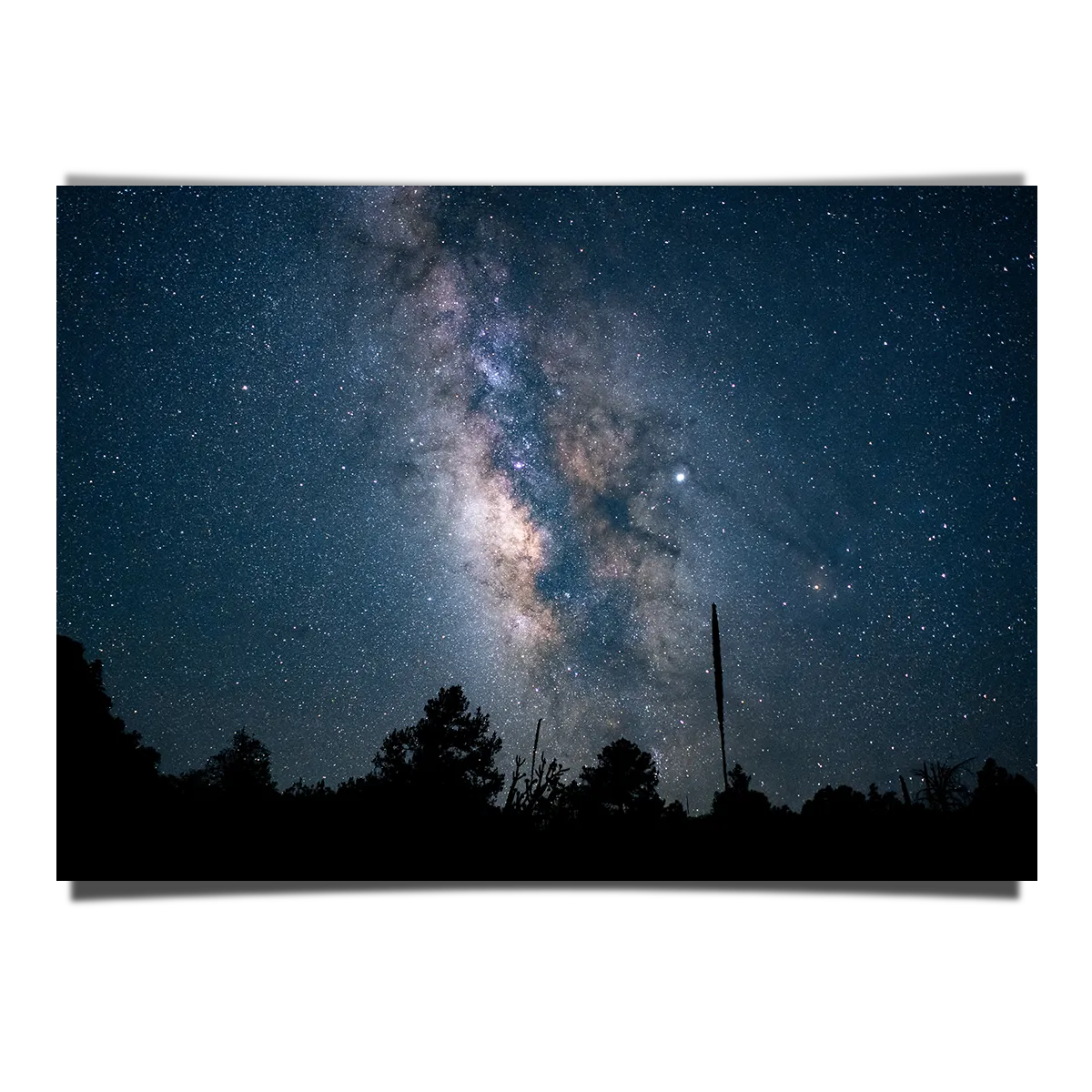 Low Angle Shot Forest Blue Starry Night