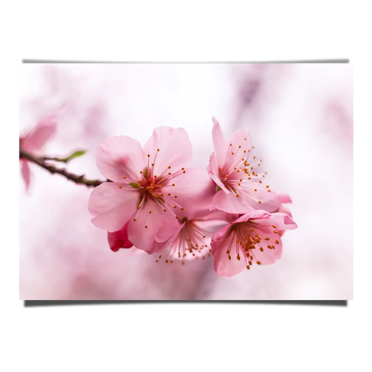 Macro Shot Of Cherry Blossoms