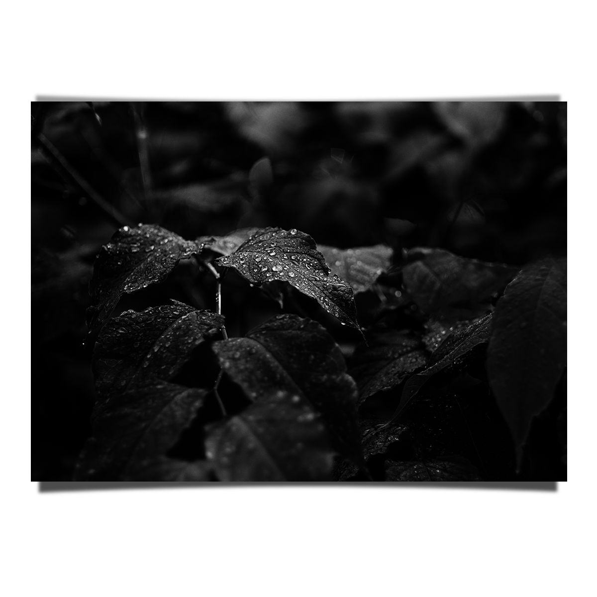 Morning Dew