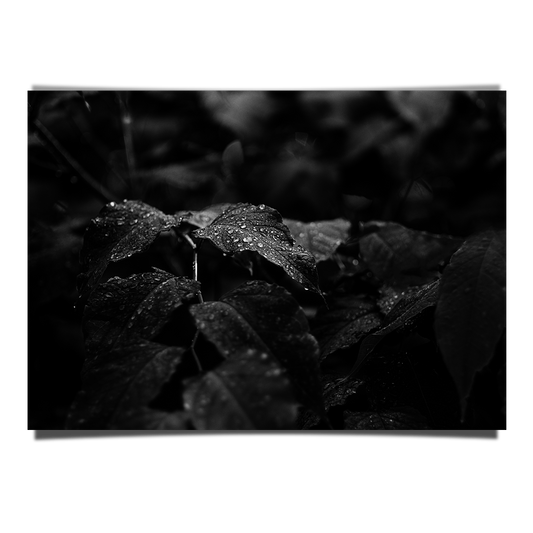 Morning Dew
