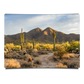 Morning Light Sonoran Desert