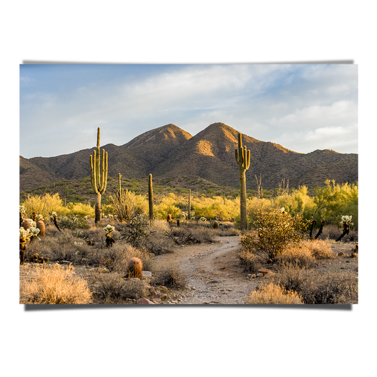 Morning Light Sonoran Desert