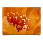 Orange Lobivia Close Up Shot