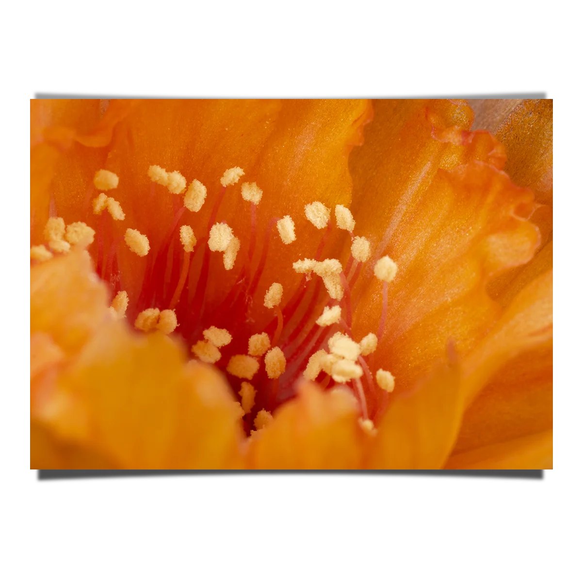 Orange Lobivia Close Up Shot