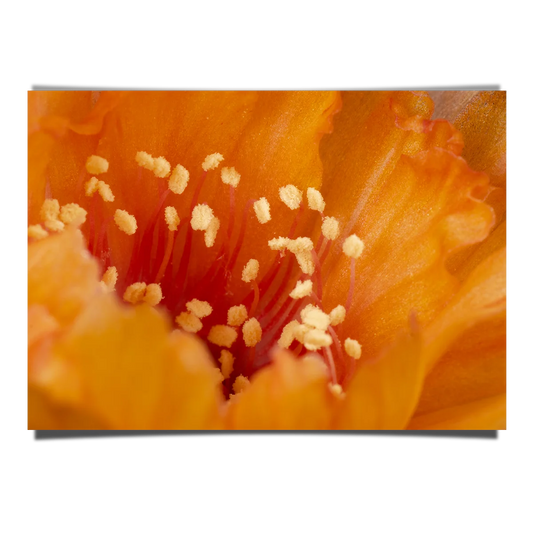 Orange Lobivia Close Up Shot