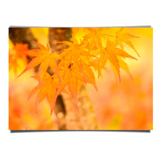 Orange Autumn Maple Leaves Macro Shot