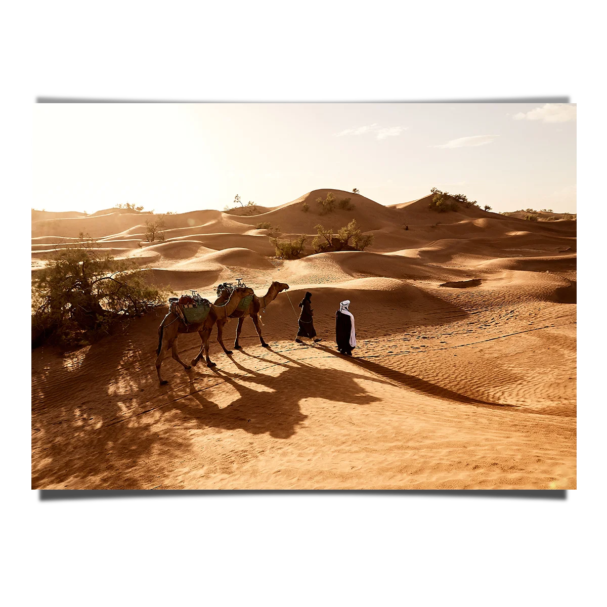 People Walking Their Camels in Sahara Desert