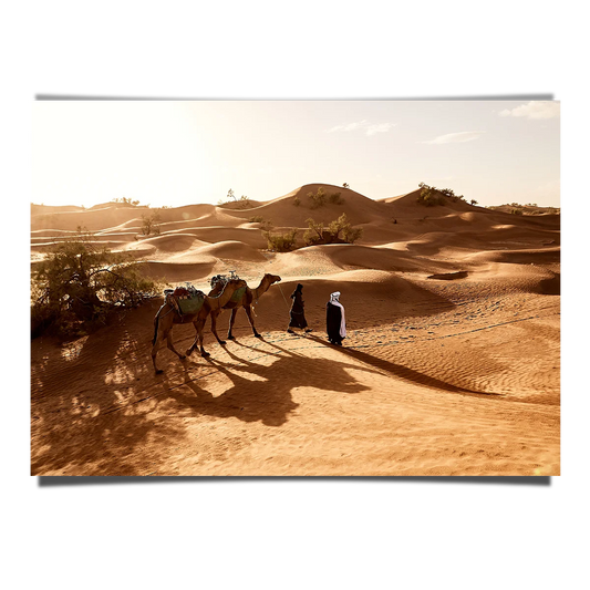 People Walking Their Camels in Sahara Desert