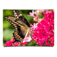 Pink Flowers And A Butterfly