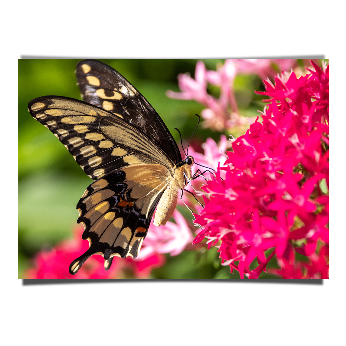 Pink Flowers And A Butterfly
