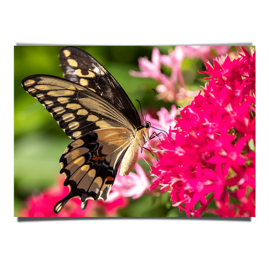 Pink Flowers And A Butterfly