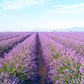 Landscape photography prints