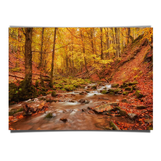 Rapid Mountain Creek in Autumn Forest Floor